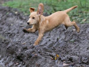 توله سگ‌های لابرادور دوست‌داشتنی برای فروش – واکسینه شده و سالم!