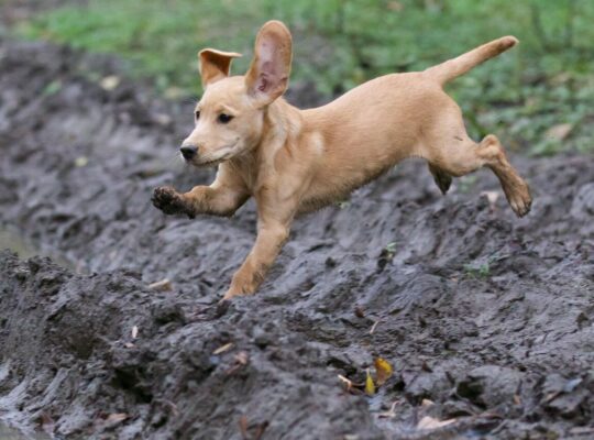 توله سگ‌های لابرادور دوست‌داشتنی برای فروش – واکسینه شده و سالم!