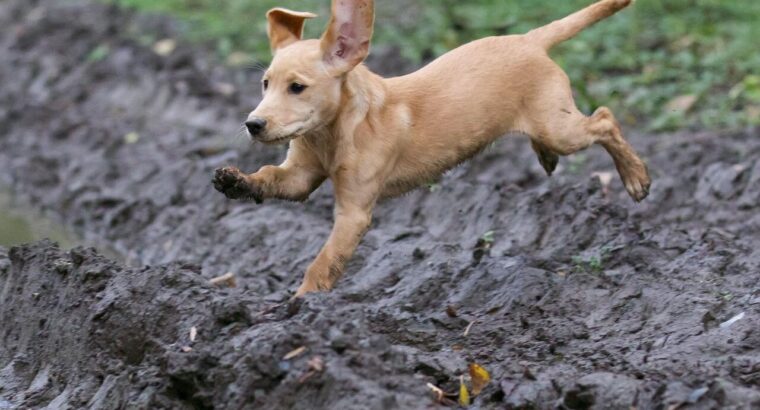 توله سگ‌های لابرادور دوست‌داشتنی برای فروش – واکسینه شده و سالم!