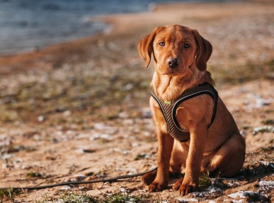 توله سگ‌های لابرادور دوست‌داشتنی برای فروش – واکسینه شده و سالم!