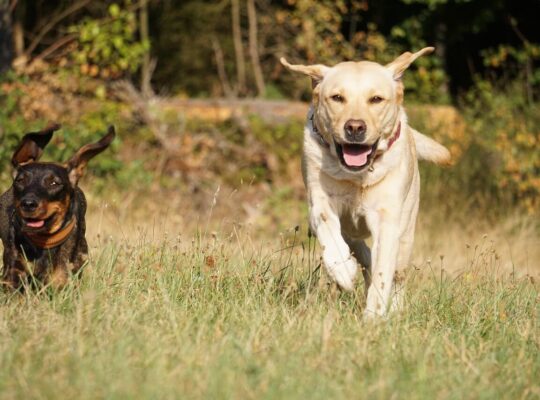 توله سگ‌های لابرادور دوست‌داشتنی برای فروش – واکسینه شده و سالم!