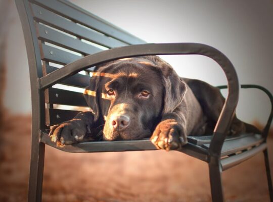 توله سگ‌های لابرادور دوست‌داشتنی برای فروش – واکسینه شده و سالم!